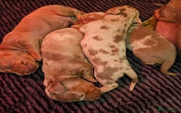Dachshund dogs for sale: Isabella Dapple Dachshund Puppies - Advert 2