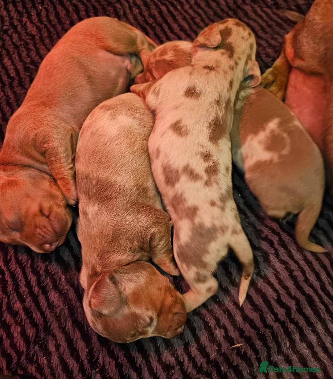 Dachshund dogs for sale: Isabella Dapple Dachshund Puppies - Advert 2