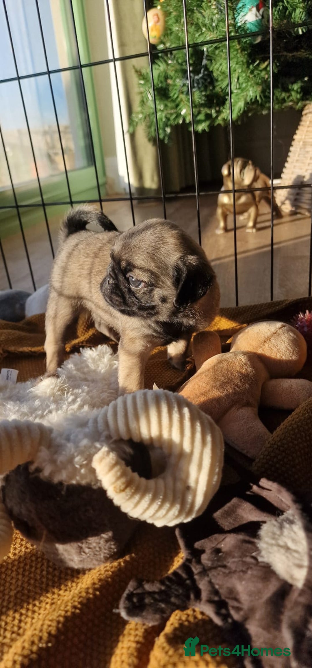 Mixed Breed dogs for sale: Pug/Japanese chin puppies - Advert 11