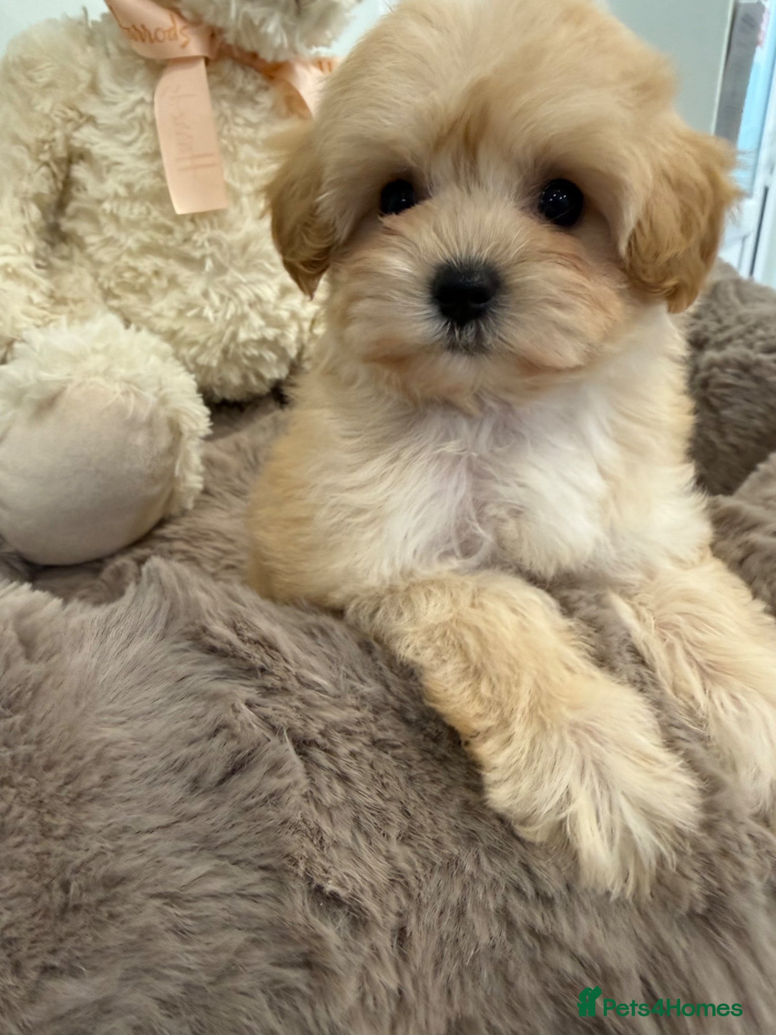 Maltipoo dogs for sale: 7 beautiful girls. F1. DNA clear & health tested.  - Advert 9