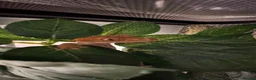Gecko reptiles for sale: Crested gecko  in Epsom - Advert 4