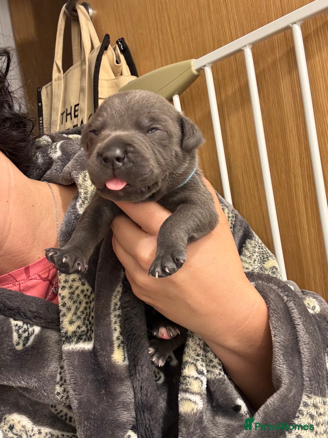 Staffordshire Bull Terrier dogs for sale: Beautiful Blue Stafford bullterriers - Image 15