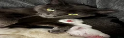 Mixed Breed cats for sale: RagdollxRussian blue kittens and mum all for sale - Advert 1