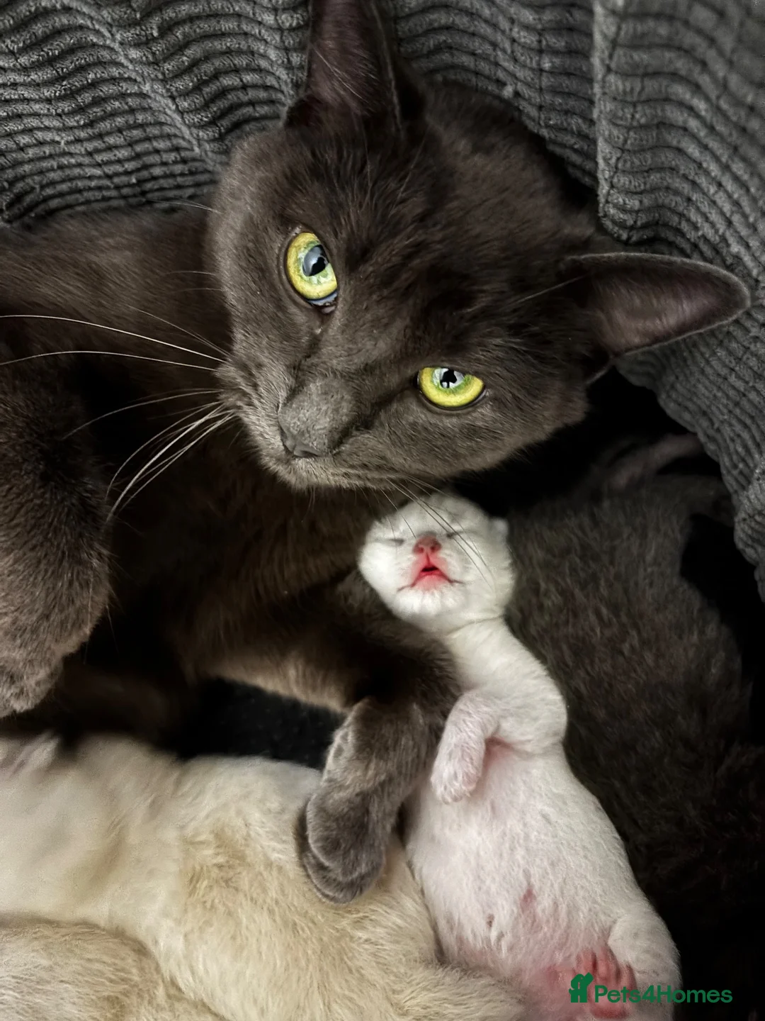 Mixed Breed cats for sale: RagdollxRussian blue kittens and mum all for sale - Advert 1