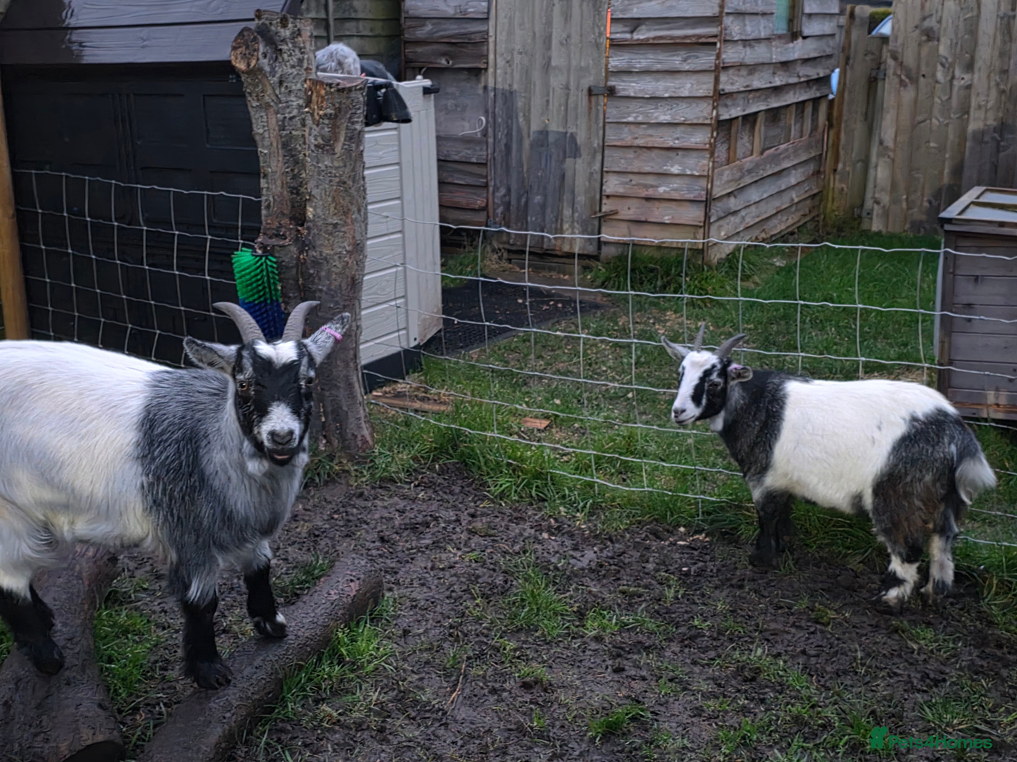 Goats livestock 2 pygmy weather looking for new home - Advert 9