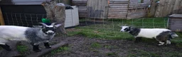 Goats livestock for sale: 2 pygmy weather looking for new home - Advert 1