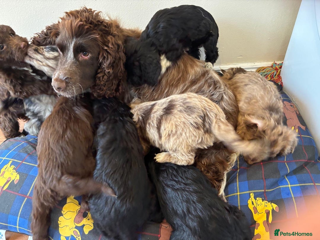 Cockapoo dogs for sale: Cockapoo puppies  - Advert 2