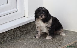 Cavapoo dogs for sale: F1 Cavapoo puppies for sale - Image 15