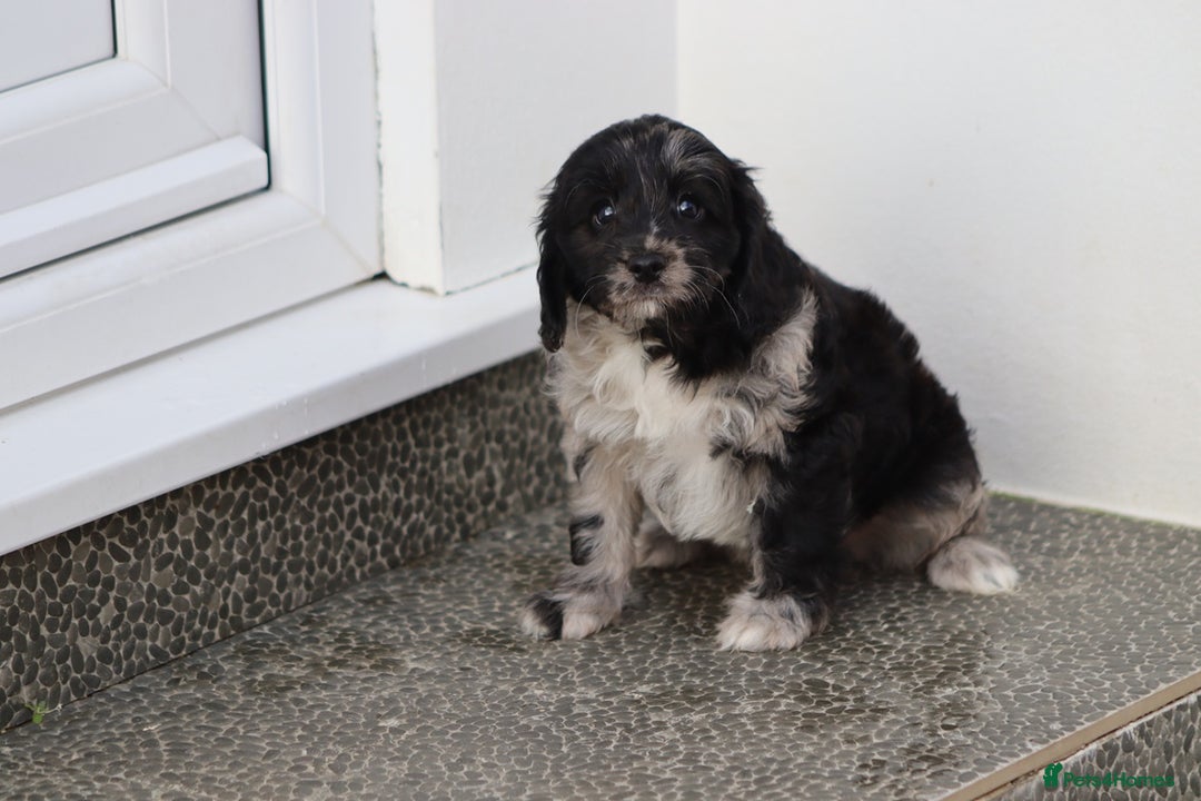 Cavapoo dogs for sale: F1 Cavapoo puppies for sale - Image 15