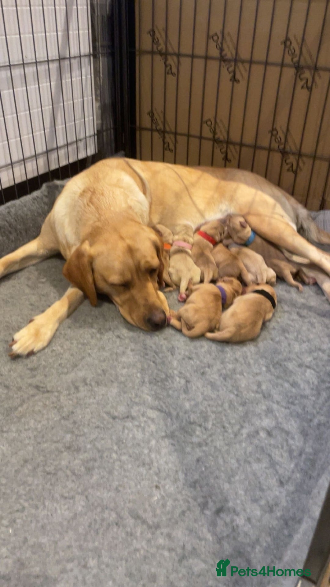 Labrador Retriever dogs for sale: Labrador Puppies Yellow & Red Fox  - Advert 6