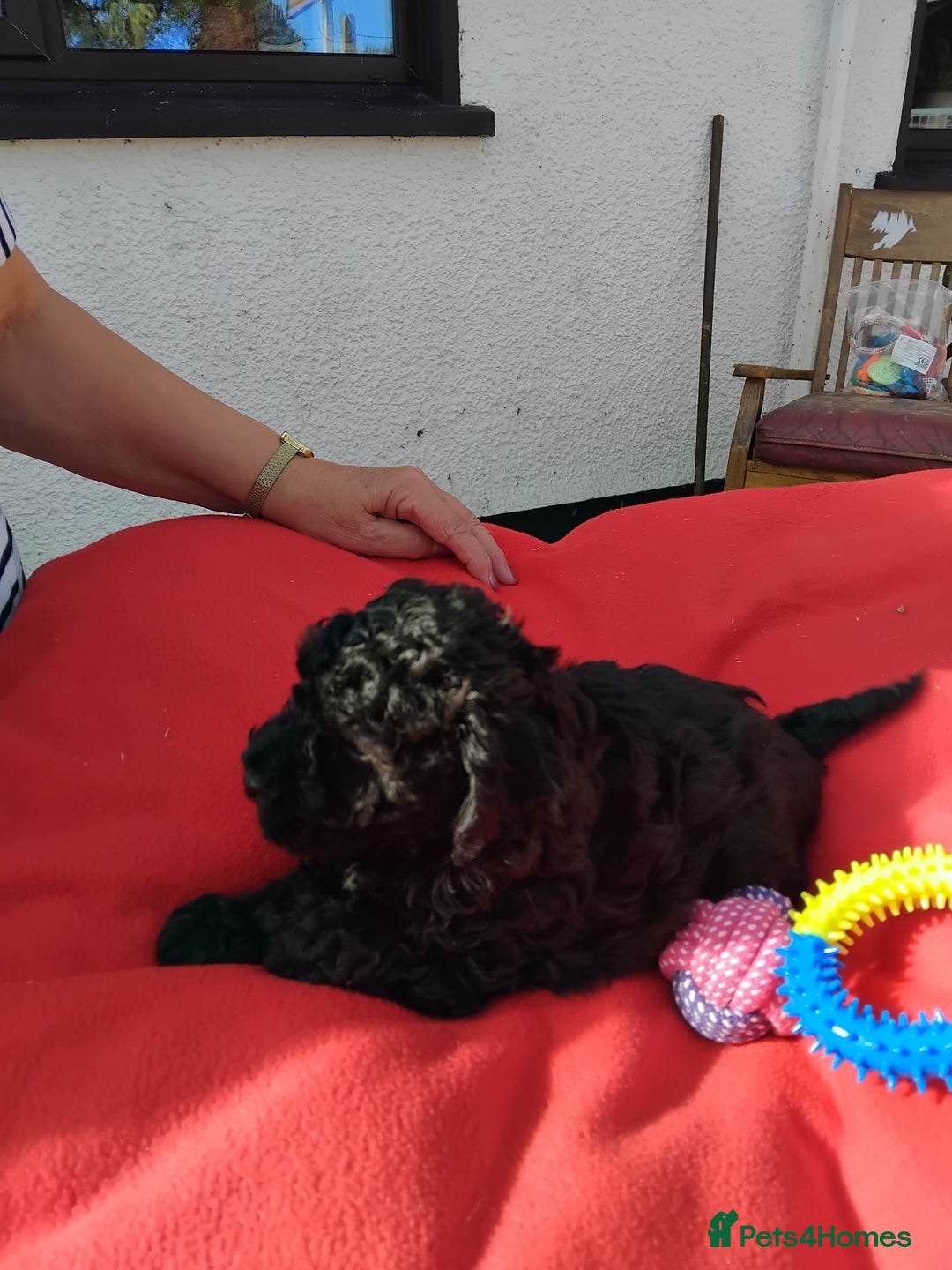 Poochon dogs for sale: POOCHON PUPPIES IN NORTHERN IRELAND - Image 4