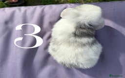 Mini Lop rabbits for sale: 5 Mini Lop baby rabbits ready 17th SEPT - Image 9