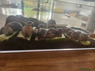 Snails invertebrates in Beverley - Advert 31