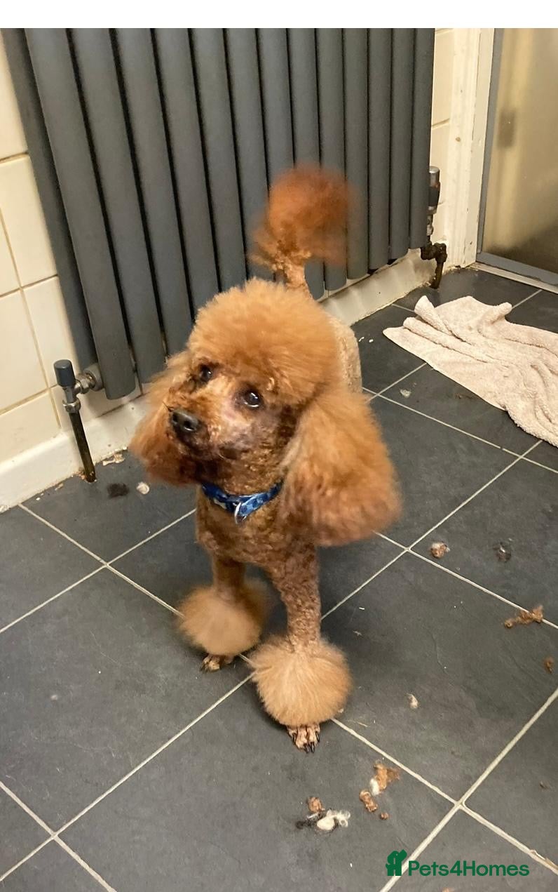 Toy Poodle dogs Stunning KC Red Toy Poodle  in Kettering - Advert 16