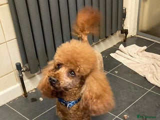 Toy Poodle dogs in Kettering - Advert 14