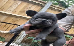 French Bulldog dogs for sale: 7 week old kC French bulldogs - Image 24