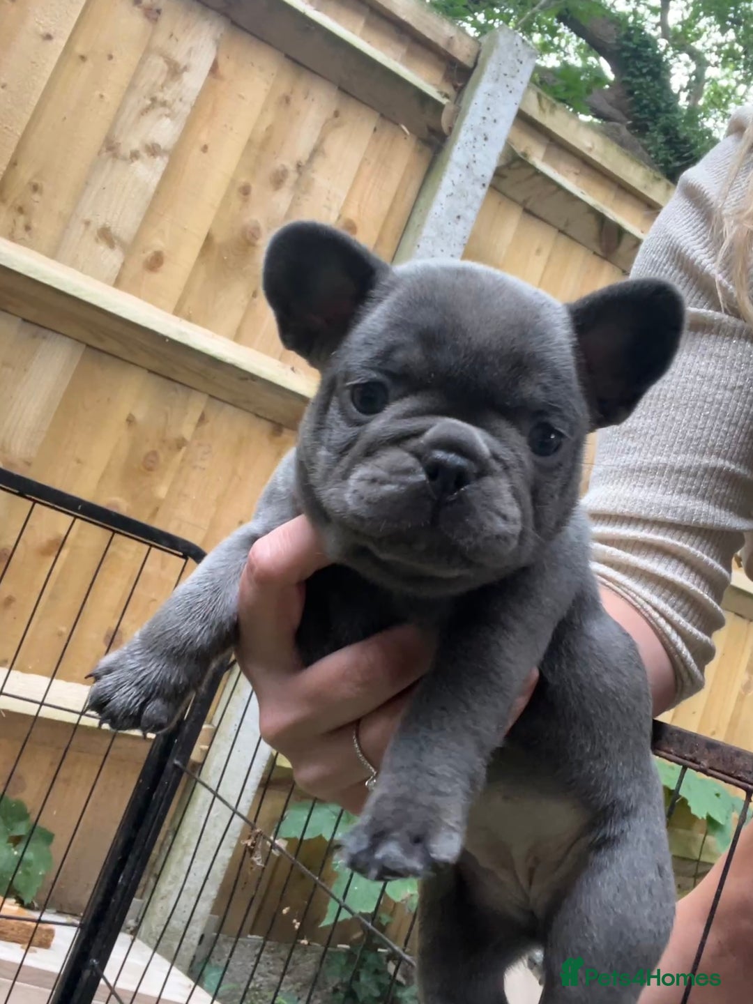 French Bulldog dogs for sale: 7 week old kC French bulldogs - Image 24