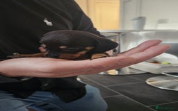 Miniature Dachshund dogs for sale: ❤️ 🐕 Miniature Dachshunds  - Image 26