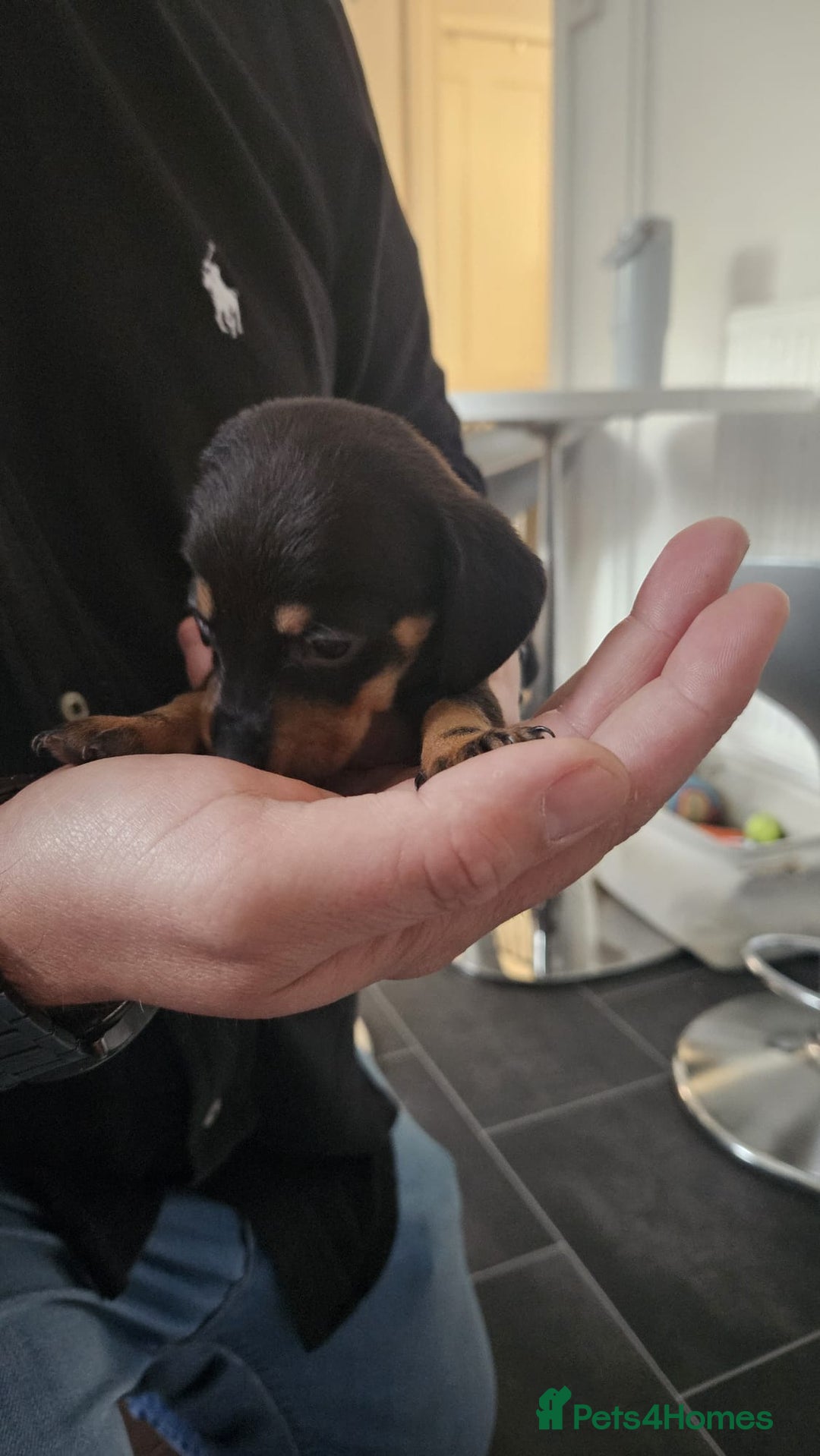 Miniature Dachshund dogs for sale: ❤️ 🐕 Miniature Dachshunds  - Image 26