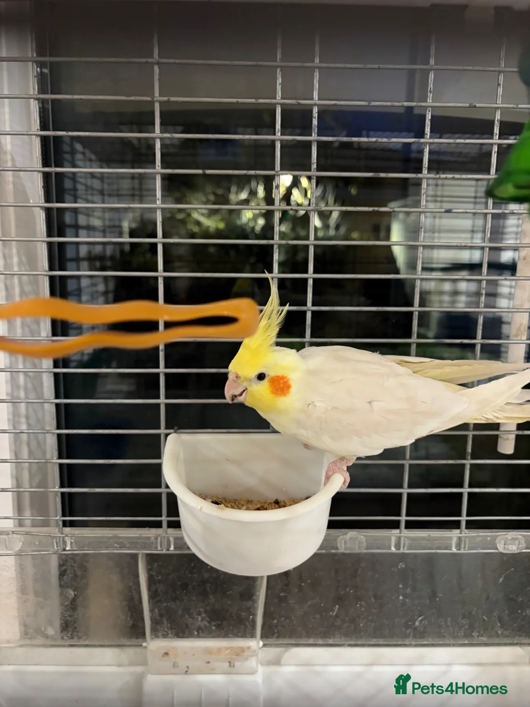 Cockatiels birds for sale: Gorgeous Male Cockatiel 💕 - Advert 7
