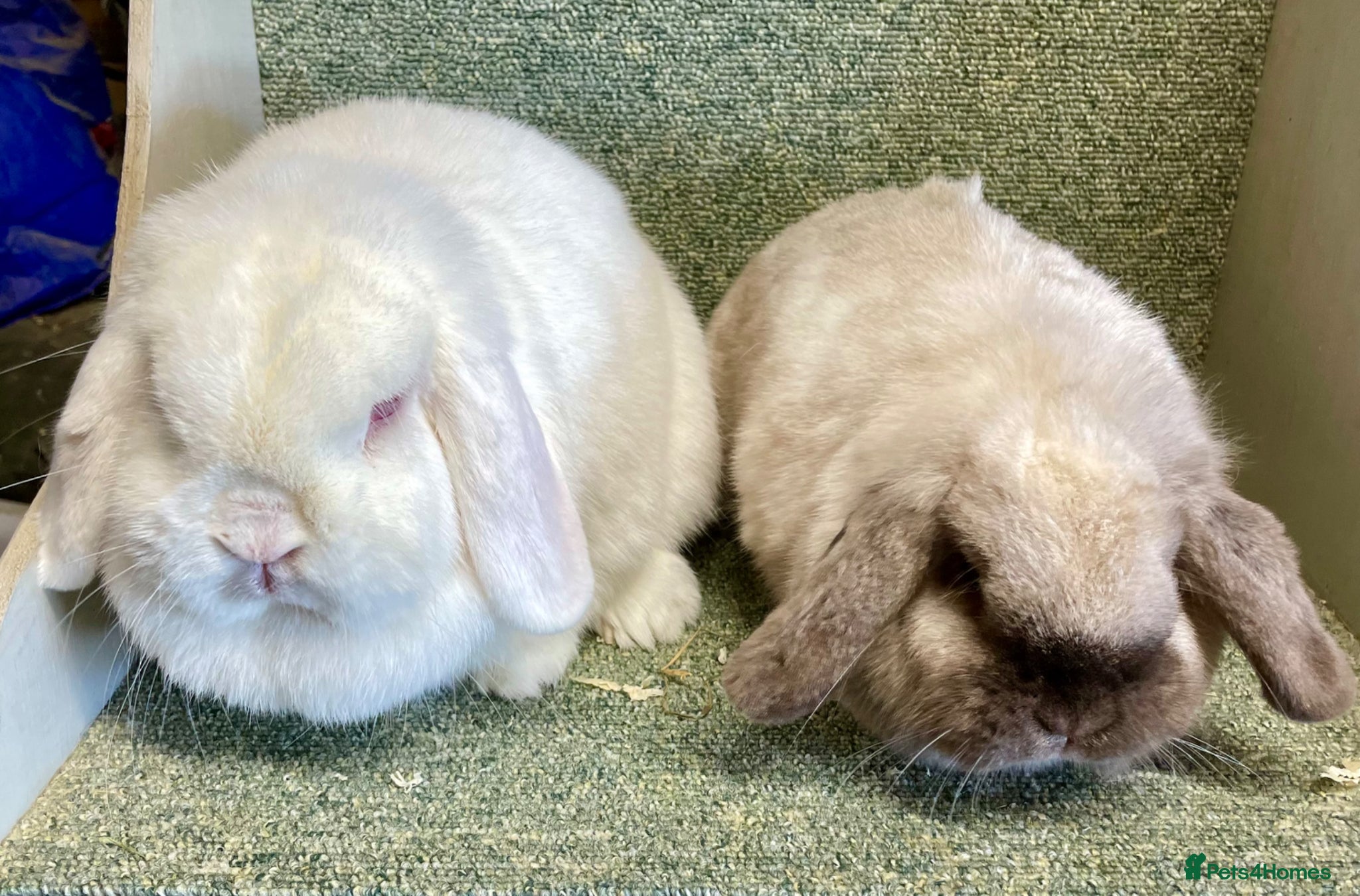 Mini Lop rabbits Lovely adult girls for rehoming - Advert 9