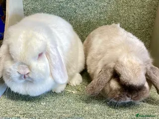 Mini Lop rabbits Lovely adult girls for rehoming - Advert 9