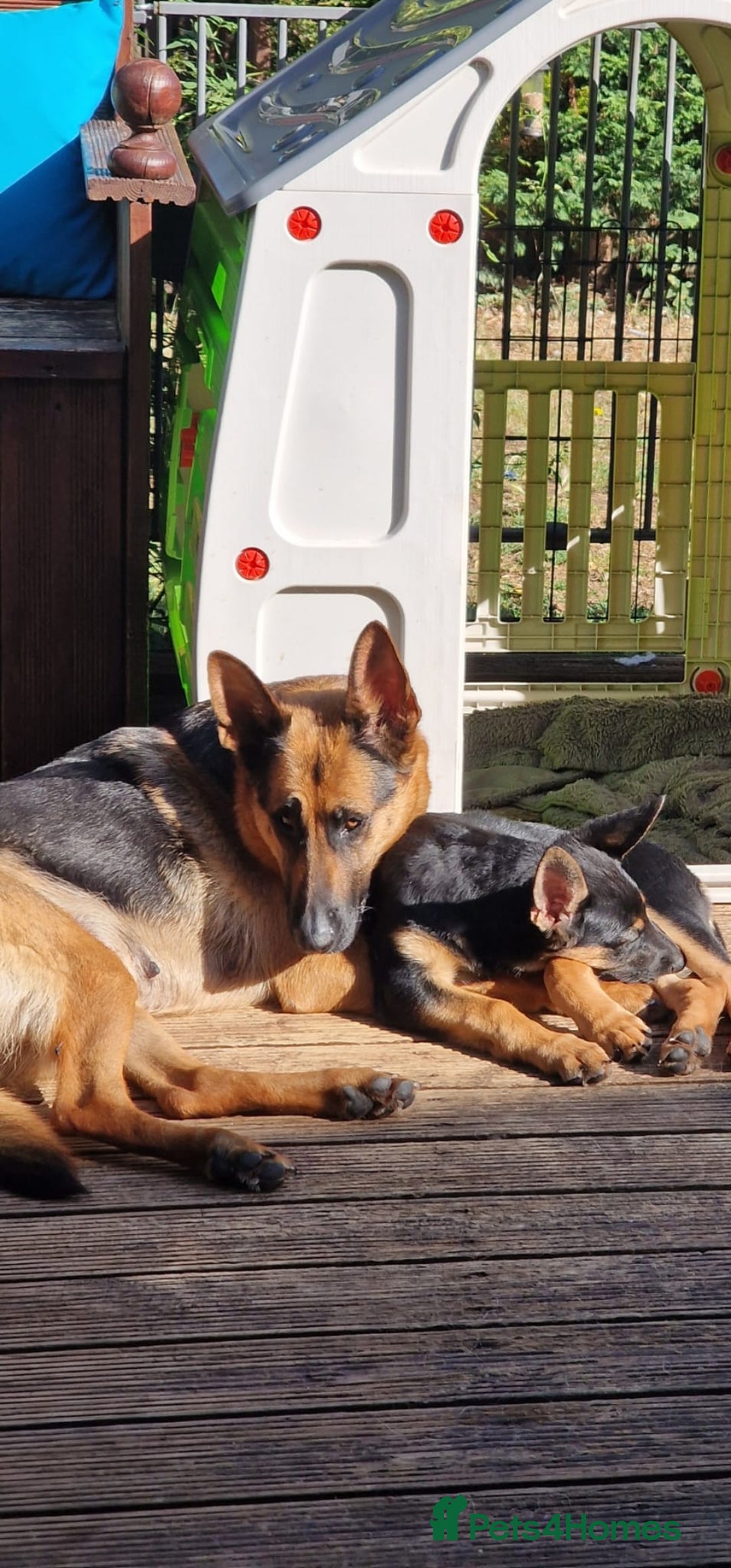 German Shepherd dogs for sale: Beautiful german girl - Image 5