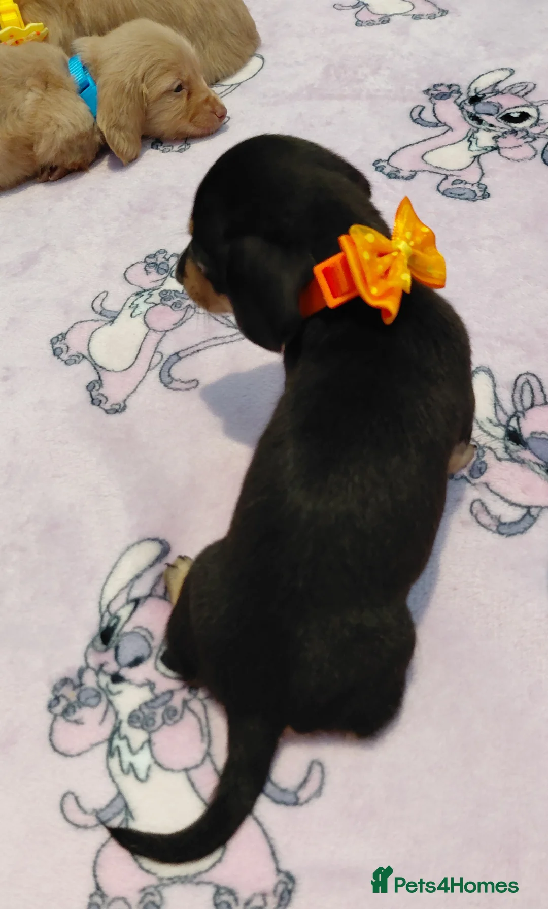 Miniature Dachshund dogs for sale: Sweetest Longhaired/One S.Haired Mini's 🤎🐾 - Advert 16