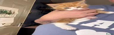 Mixed Breed Kitten 1