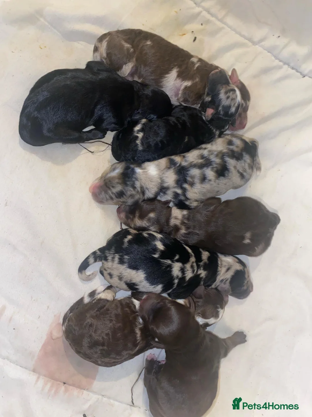 Miniature Poodle dogs for stud: 💥FOR STUD💥 CHOC MERLE PHANTOM MIN POODLE in Doncaster - Advert 11