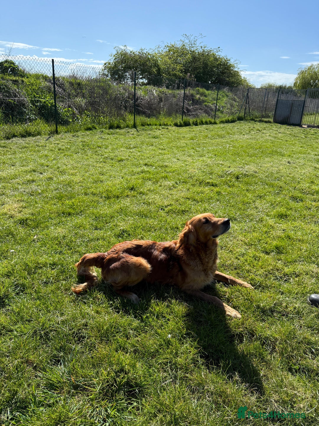 Golden Retriever dogs for sale: KC REG DARK RED GOLDEN RETRIEVER PUPPIES  - Image 12