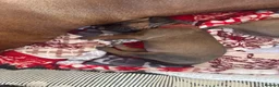 Rhodesian Ridgeback dogs for sale: Exceptionally Health Tested KC Ridgeback Puppies - Advert 17