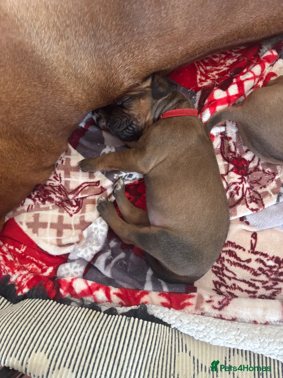 Rhodesian Ridgeback dogs for sale: Exceptionally Health Tested KC Ridgeback Puppies - Advert 33