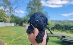 Bordoodle dogs for sale: Borderdoodle  Free five weeks insurance  - Image 9