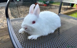 Netherland Dwarf rabbits for sale: * READY NOW! * 🐰 Netherland Dwarf Bunnies  - Image 4