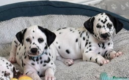 Dalmatian dogs for sale: Stunning mixed litter of Dalmatians  - Image 14