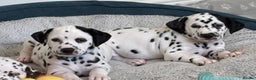 Dalmatian dogs for sale: Stunning mixed litter of Dalmatians  - Advert 24