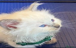 Ragdoll cats for sale: GCCF registered ChampionBloodline 5GENpedigree BSH - Image 23
