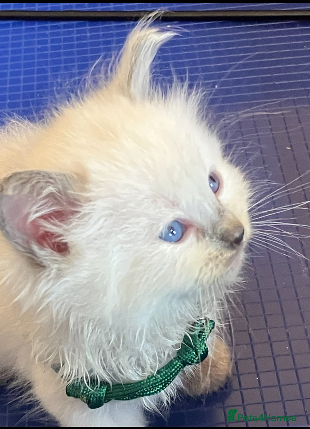 Ragdoll cats for sale: GCCF registered ChampionBloodline 5GENpedigree BSH - Image 23