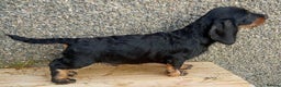 Dachshund dogs for sale: Teckel/wirehaired Dachshund  - Advert 1