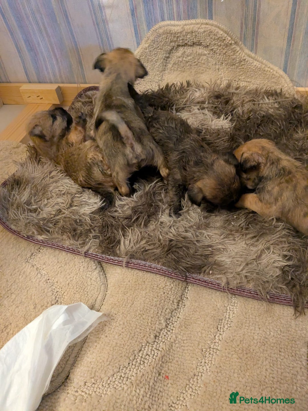 Mixed Breed dogs for sale: Norfolk terrier cross cairn terrier  - Image 22