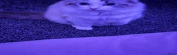 Ragdoll cats for sale: Ragdoll Kittens Ready Now – Birmingham in Birmingham - Advert 25