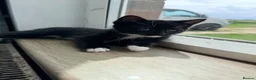Maine Coon cats for sale: Mainecoon X Bombay X Tabby - Advert 30