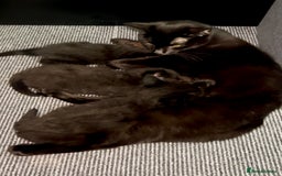 Domestic Shorthair cats for sale: Beautiful confident kittens - Image 7