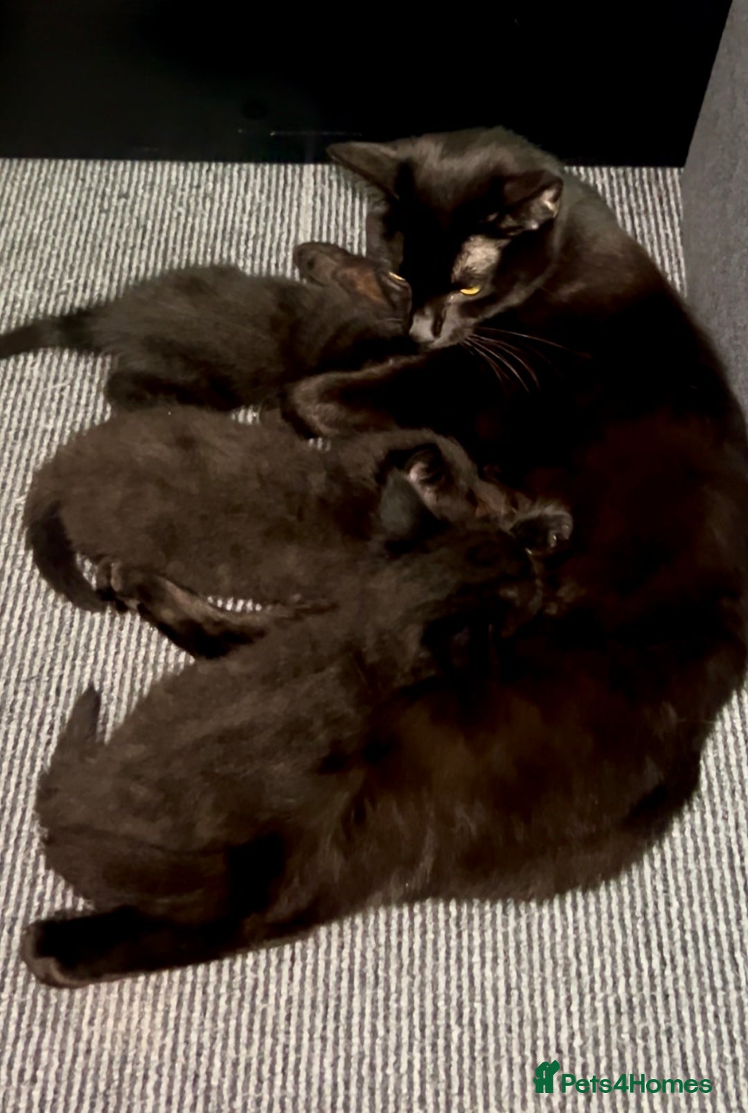 Domestic Shorthair cats for sale: Beautiful confident kittens - Image 7