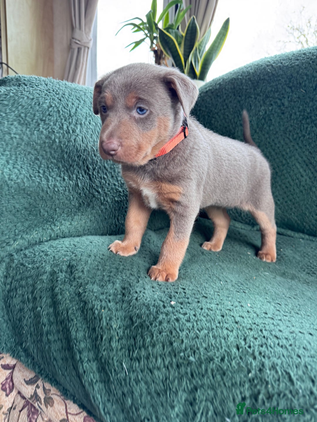 Australian Kelpie dogs for sale: Australian Kelpie Puppies WKC Registered - Image 26