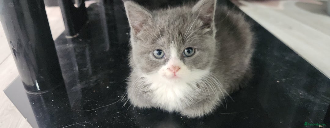 British Shorthair cats for sale: Pure British short-hair kittens  - Image 4