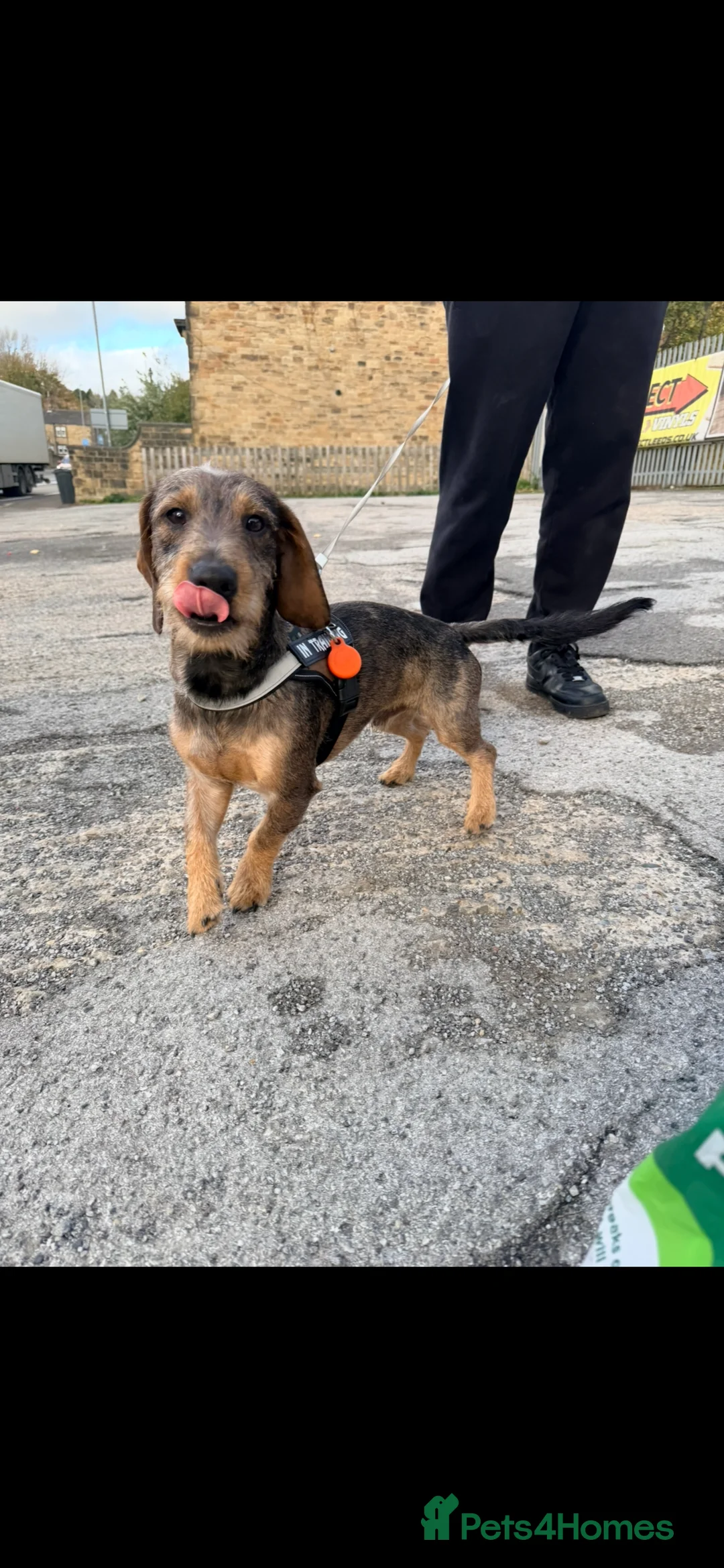 Airedale Terrier dogs for stud: Walter needs a mate! - Advert 2