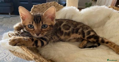 Bengal cats - Advert 3
