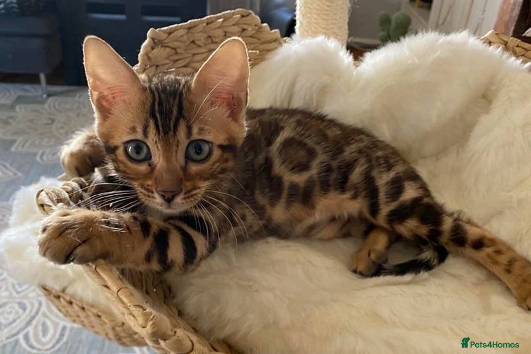 Bengal cats for sale: Beautiful Bengal kittens - Image 2
